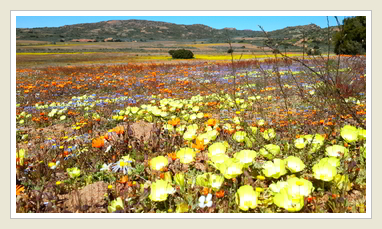 Desert Primrose Grielum humifusum Pietsnotjies, and others, in the Kamiesberg, Namaqualand wild flower region of South Africa, by Peter Maas